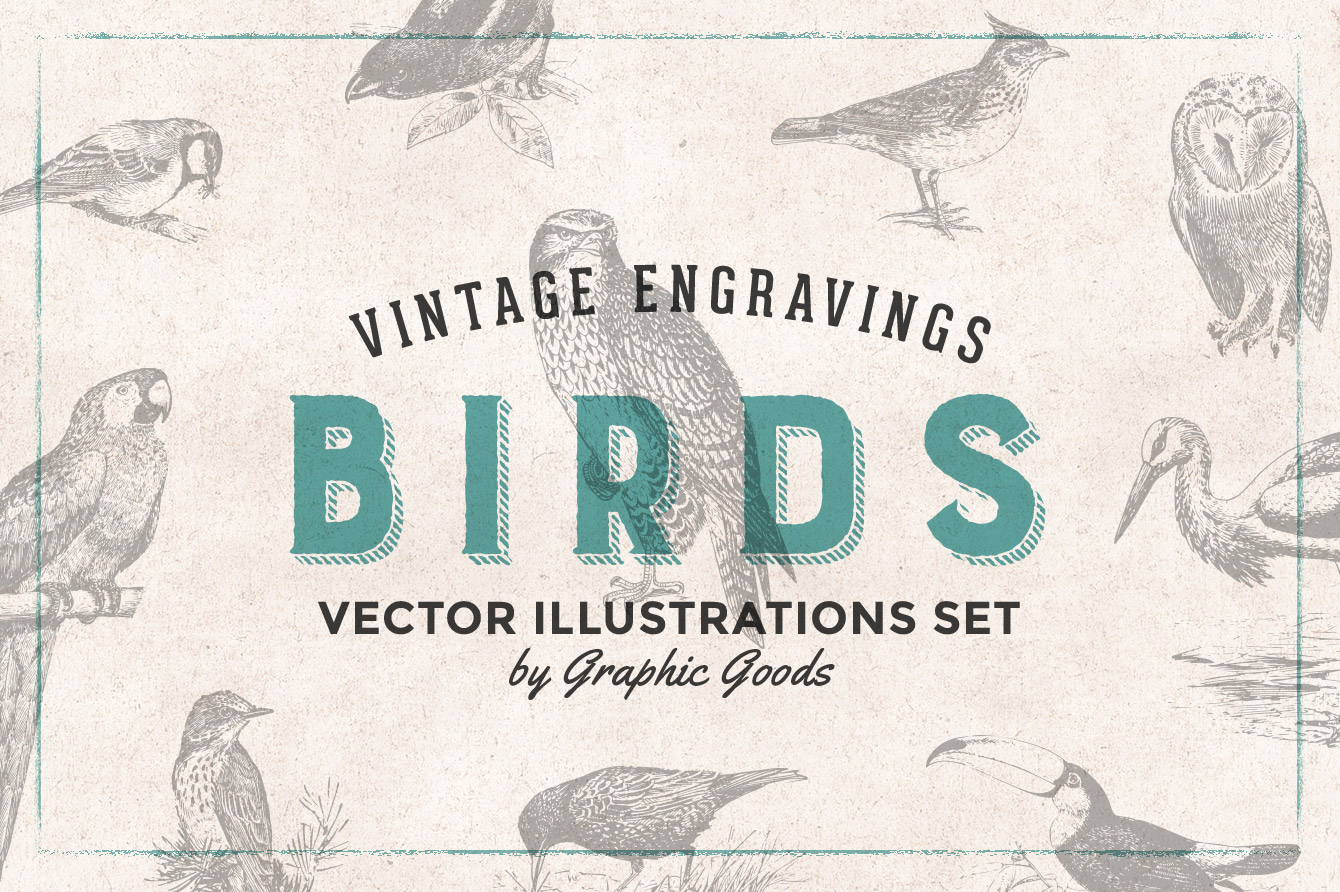 Birds – Vintage Engraving Illustrations 01
