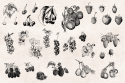 Fruits – Vintage Engraving Illustrations 02