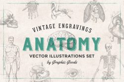 Human Anatomy – Vintage Engraving Illustrations 01