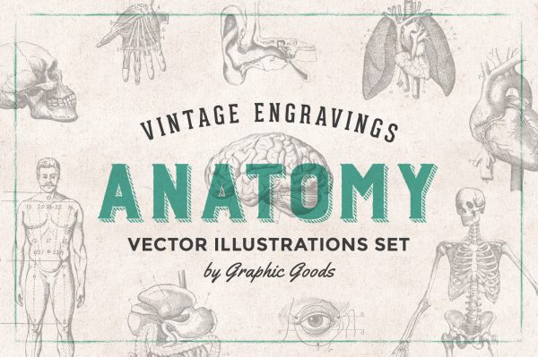Human Anatomy – Vintage Engraving Illustrations 01