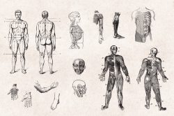 Human Anatomy – Vintage Engraving Illustrations 02
