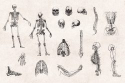 Human Anatomy – Vintage Engraving Illustrations 03