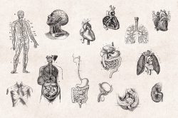Human Anatomy – Vintage Engraving Illustrations 04