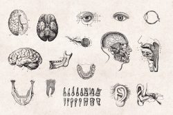 Human Anatomy – Vintage Engraving Illustrations 05