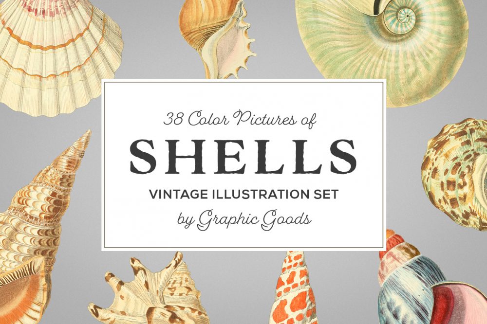 Shells – Vintage Color Illustrations 01