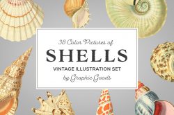 Shells – Vintage Color Illustrations