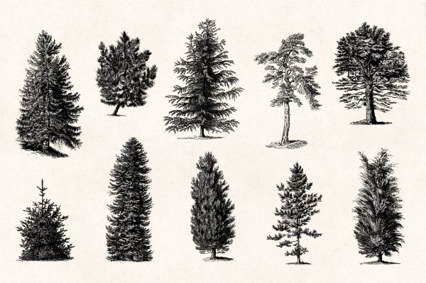 Trees - Vintage Illustration Set - Graphic Goods