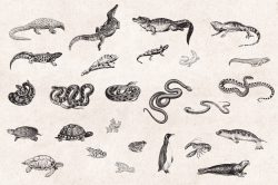 Wild Animals – Vintage Engraving Illustrations 04