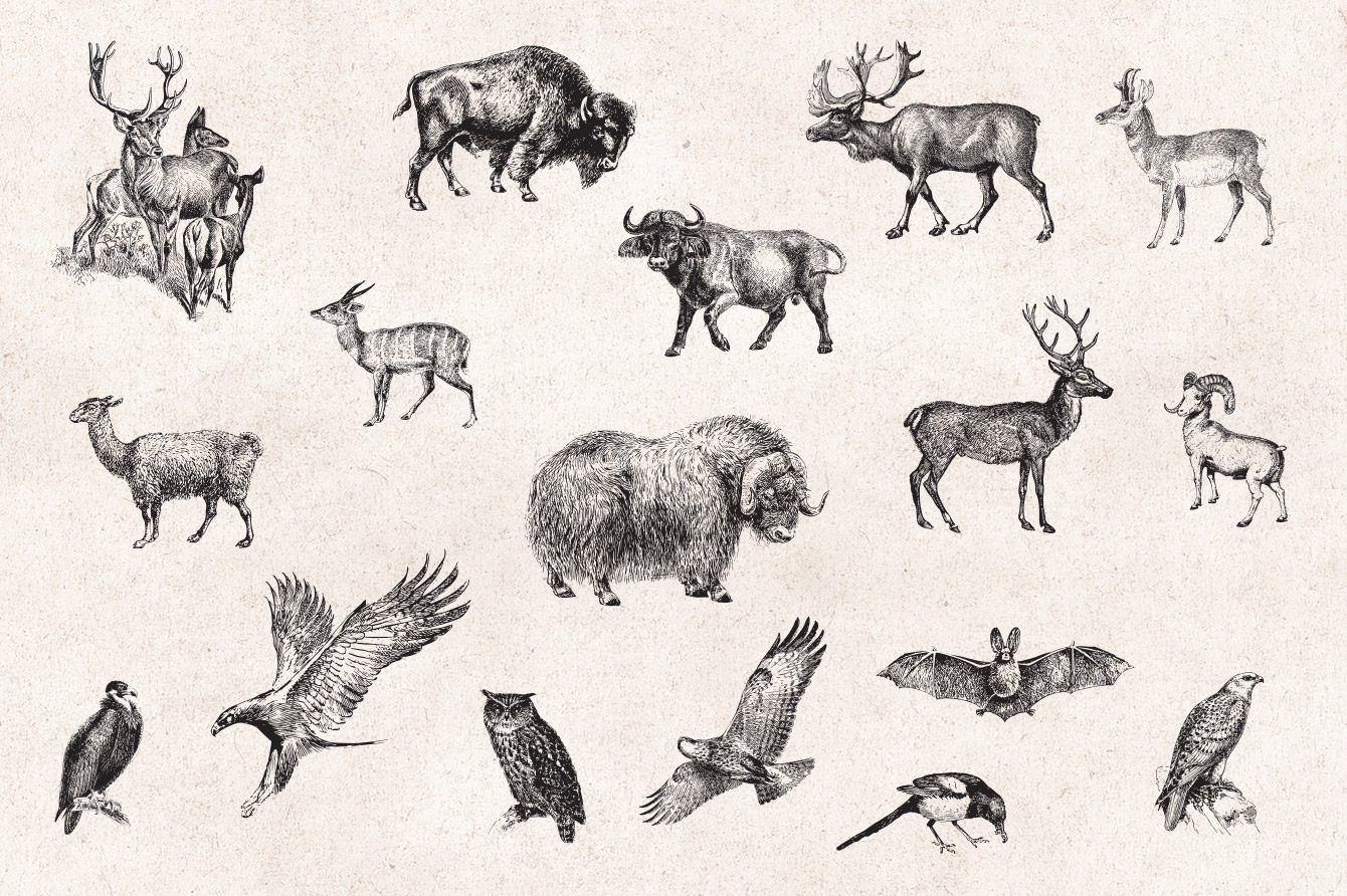 vintage animal illustration