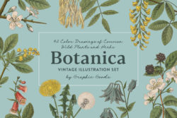 Botanica – Vintage Illustration Set 01