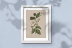 Botanica – Vintage Illustration Set 09