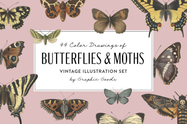 Butterflies and Moths – Vintage Illustrations by Graphic Goods 01