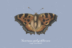 Butterflies and Moths – Vintage Illustrations by Graphic Goods 05