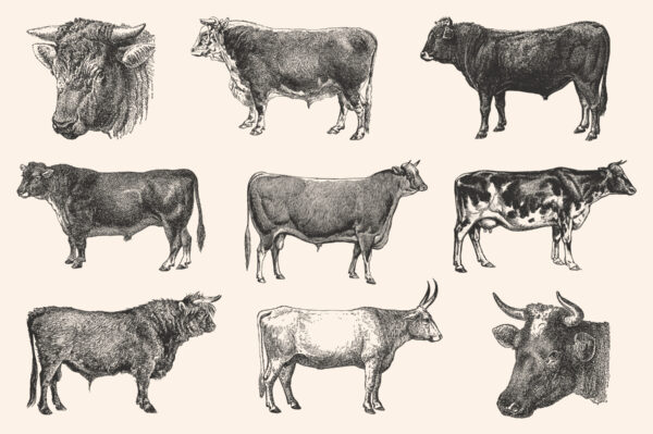 Cattle - Vintage Illustration Set - Graphic Goods