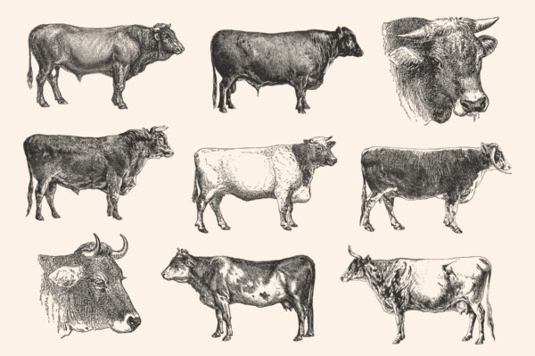 Cattle - Vintage Illustration Set - Graphic Goods