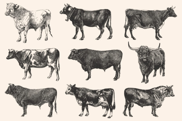 Cattle - Vintage Illustration Set - Graphic Goods