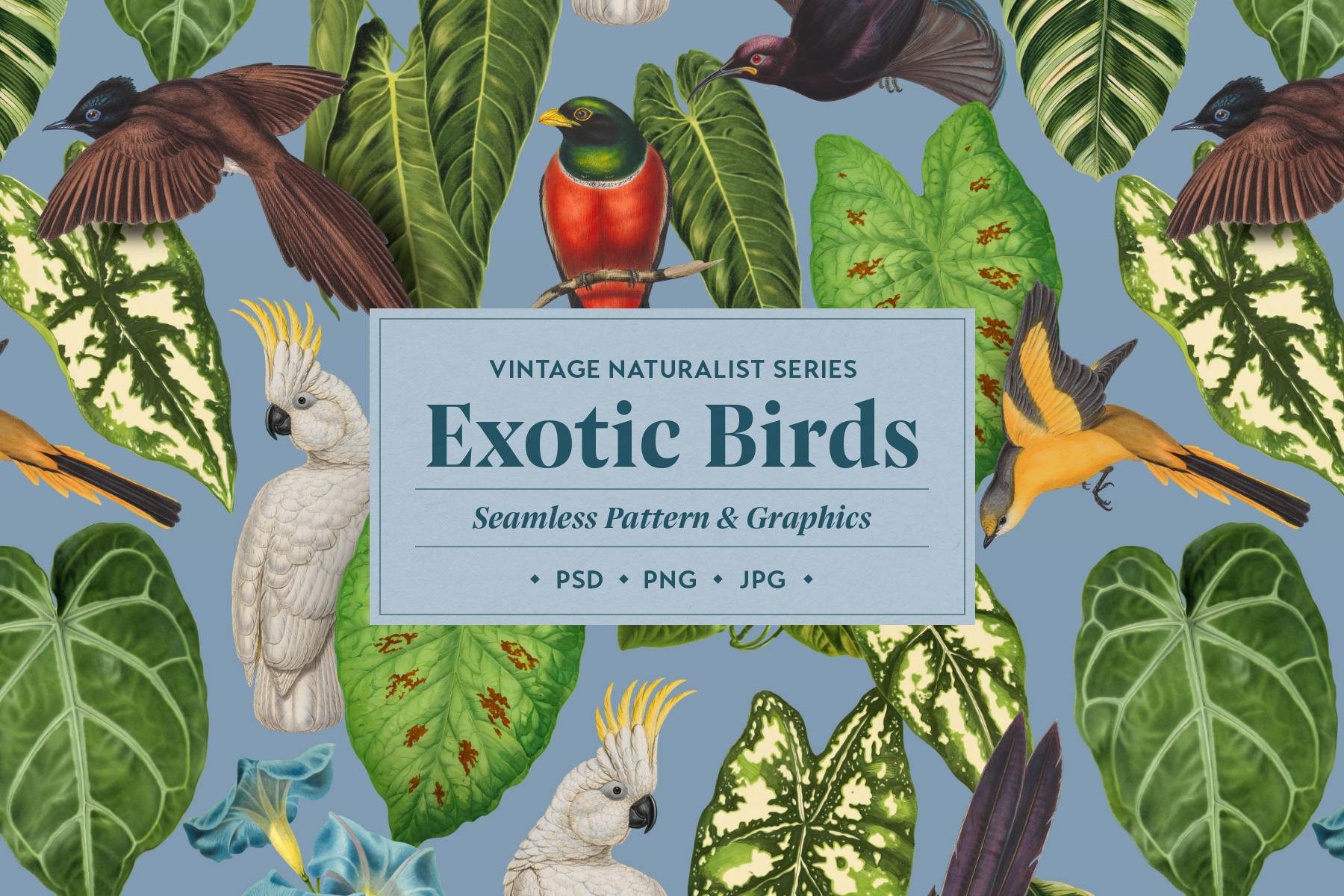 Exotic Birds Pattern – preview 01