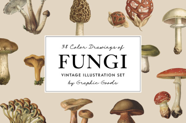 Fungi – Vintage Illustrations by Graphic Goods 01