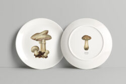 Fungi – Vintage Illustrations by Graphic Goods 02