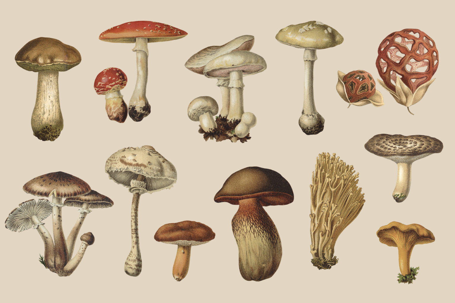 Nature Mushroom HD Wallpaper by jan zwiener