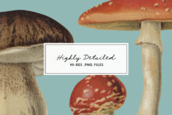 Fungi – Vintage Illustrations by Graphic Goods 04