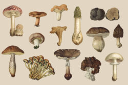 Fungi – Vintage Illustrations by Graphic Goods 05
