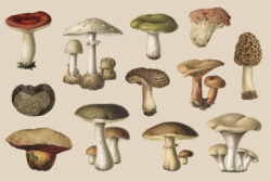 Fungi – Vintage Illustrations by Graphic Goods 08