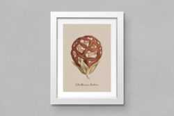 Fungi – Vintage Illustrations by Graphic Goods 09
