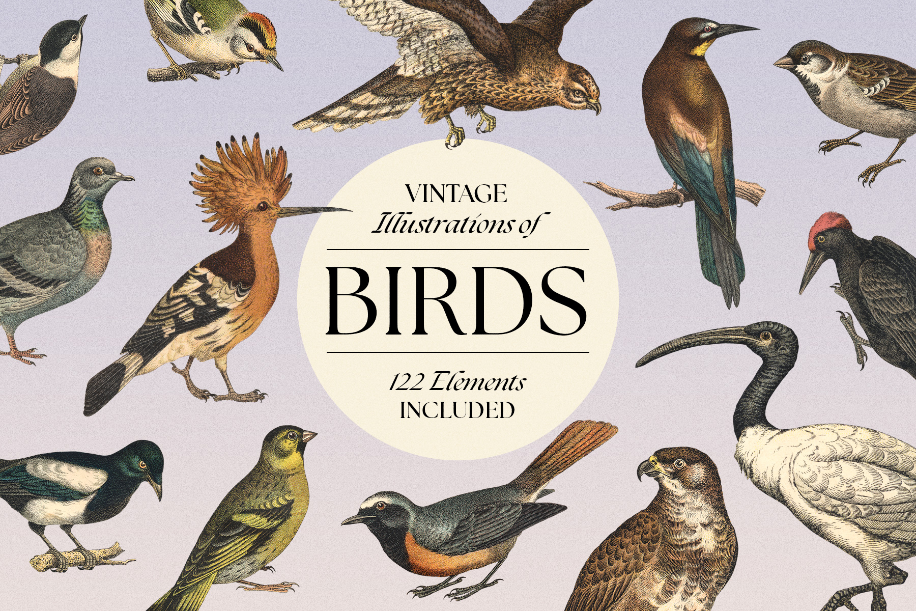 Vintage Bird Illustrations preview 01