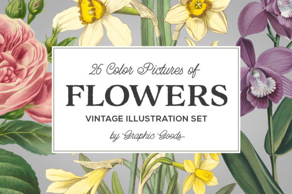 Vintage Color Illustrations of Flowers by Graphic Goods 01