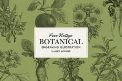 Free Vintage Botanical Illustrations
