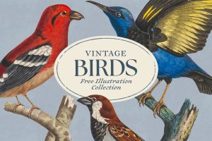 free vintage birds illustrations preview 01